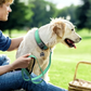 Padded Dog Collars for Small Medium Large Dogs Soft Reflective Wide Pet Collars Adjustable Heavy Duty Nylon Neoprene Dog Collar